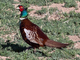 Ring-necked Pheasant2.jpg