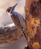 Arizona Woodpecker5 AZ.jpg