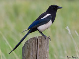 Black-billed Magpie5.jpg