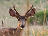 Mule Deer2.jpg