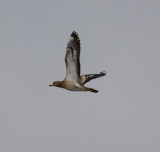 Stone Curlew (Burhinus oedicnemus)