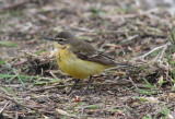 Yellow Wagtail (Motacilla flava)