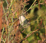 Lesser whitethroat (Sylvia curruca)