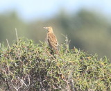 Richards pipit (Anthus richardi)