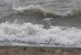 Audouins Gull (Larus audouinii).jpg