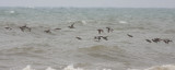 Garganey (Anas querquedula).jpg