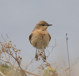 Isabelline Wheatear (Oenanthe isabellina)