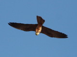 Eleonoras Falcon 3 (Falco eleonorae).jpg