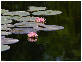 Lily Pads, Parc Angrignon