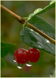 Berries Catching the Drops