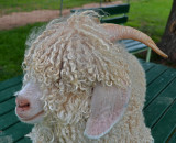 Another Farm Friend  Having a bad hair day.