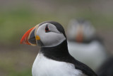 DSC00058 papegaaiduiker (Puffin Fratercula arctica)