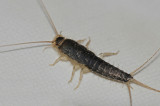 300_2736F zilvervisje (Lepisma saccharina, Silverfish).jpg