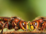 700_3263G hoornaar (Vespa crabro, European hornet).jpg