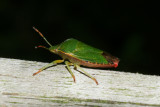 DSC01963 groene stinkwants(Palomena prasina).jpg