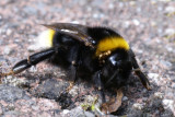 DSC04132 F grote koekoekshommel (Bombus vestalis).jpg