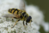 DSC04482 pyamazweefvlieg (Episyrphus balteatus).jpg