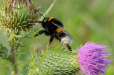 DSC_0188 F aardhommel (Bombus terrestris).jpg