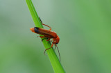 DSC_1014G kleine rode weekschildkever (Rhagonycha fulva).jpg
