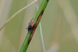 DSC_3326 G gewone teek (lxodes ricinus).jpg
