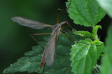 DSC_3611 F langpootmug (Tipula maxima).jpg