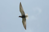 300_2062 zwarte stern (Chlidonias niger, Black Tern).jpg