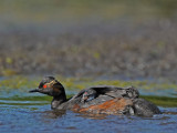 700_3007 F geoorde fuut (Podiceps nigricollis, Black-necked Grebe).jpg