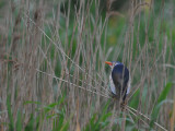 700_3200 F woudaapje (Ixobrychus minutus, Little Bittern).jpg