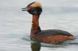 700_9828 kuifduiker (Podiceps auritus, Horned Grebe).jpg