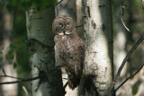 DSC00202 laplanduil (Strix nebulosa, Great Grey Owl).jpg