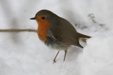 DSC00876 roodborst (Erithacus rubecula, Robin).jpg