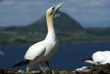 DSC00942 jan-van-gent (Morus bassanus, Northern Gannet).jpg