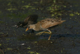 DSC01334 porseleinhoen met juveniel (Porzana porzana, Spotted Crake).jpg