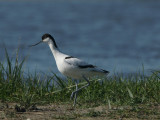 DSC02106F kluut (Recurvirostra avosetta, Pied Avocet).jpg
