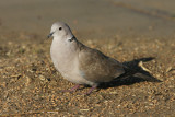 DSC03604F turkse tortelduif (Streptopelia decaocto, Eurasian Collared Dove).jpg