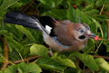 DSC03971 vlaamse gaai (Garrulus glandarius, Eurasian Jay).jpg