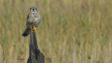 DSC05092G torenvalk (Falco tinnunculus, Common Kestrel).jpg