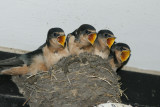 DSC09215 boerenzwaluw (Hirundo rustica, Barn Swallow).jpg