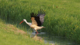 DSC09253F ooievaar (Ciconia ciconia, White Stork).jpg
