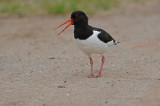 DSC_3999F scholekster (Haematopus ostralegus, Eurasian Oystercatcher).jpg