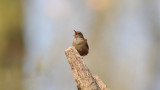 DSC_8462 F winterkoning (Troglodytes troglodytes, Wren).jpg