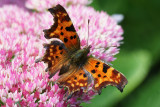 gehakkelde aurelia (Polygonia c-album, Comma)