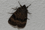 DSC_1647 piramidevlinder (Amphipyra pyramidea )