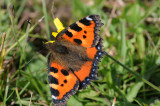 DSC_4785F kleine vos (Aglais urticae, Small Tortoiseshell)