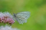 700_6230F klein geaderd witje (Pieris napi, Green-veined White).jpg