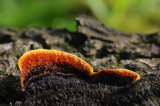 DSC_4902 dennevoetzwam (Phaeolus schweinitzii).jpg