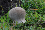 DSC_4914 parelstuifzwam (Lycoperdon perlatum, Common puffball).jpg