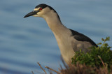 700_4027 black-crowned night-heron (Nycticorax nycticorax falklandicus).jpg