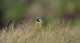 700_4030 F black-throated (Canary-winged) Finch (Melanodera melanoder).jpg