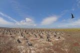 DSC_2124 F ezelspinguin (Pygoscelis papua, Gentoo Penguin).jpg